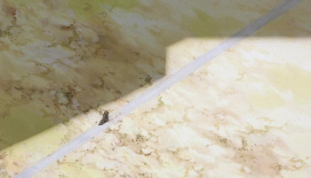 The Five Star Stories (1989) download