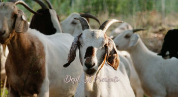 The Greatest of All Tina (2022) download