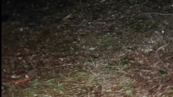 The Hazzard Files: Part One (2024) download