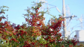 The Kingdom of Dreams and Madness (2013) download