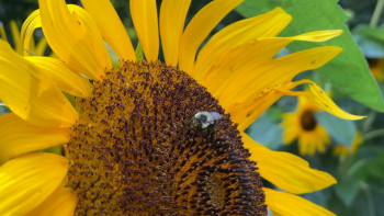 The Last Bumblebee (2024) download