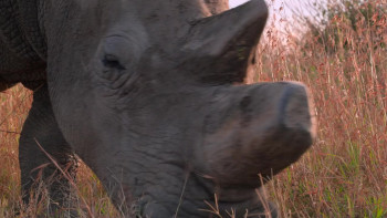 The Last Rhinos: A New Hope (2025) download