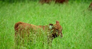 The Lunatic Farmer (2025) download