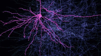 The Mudge Boy (2003) download