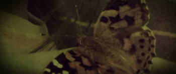 The Promise (2024) download