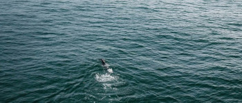 The Shrinking Man (2025) download