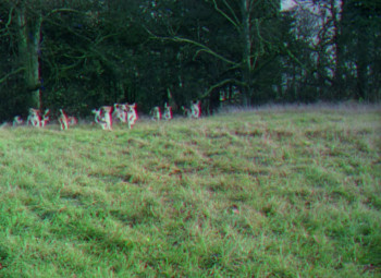 The Wild Heart (1950) download