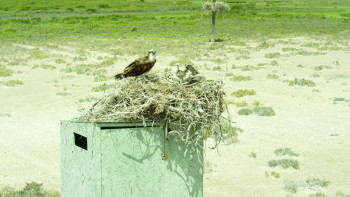 The Wild Pacific (2016) download