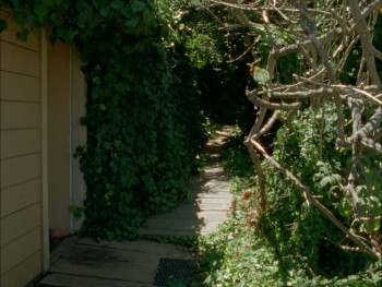 The Wild Parrots of Telegraph Hill (2003) download