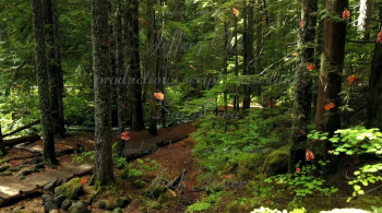 Three Dramas (2020) download