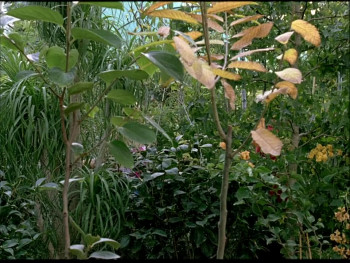 To Die Like a Man (2009) download