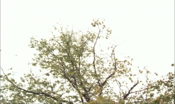 Tôt ou tard (1999) download