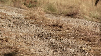 Tremors 5: Bloodlines (2015) download