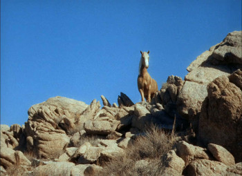 Trigger, Jr. (1950) download