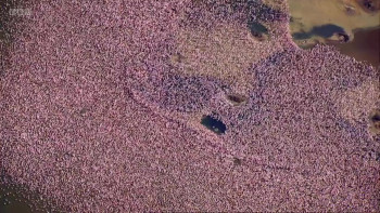 Ultimate Swarms (2013) download