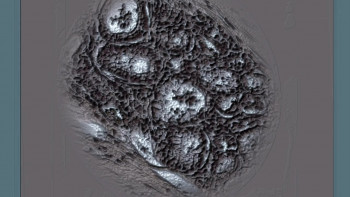 Vipers (2008) download