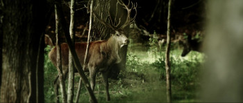 Warchief (2024) download