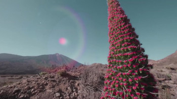 Wild Canary Islands (2021) download