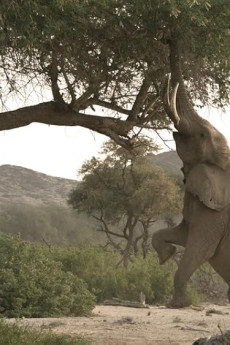 Wild Namibia (2014) download