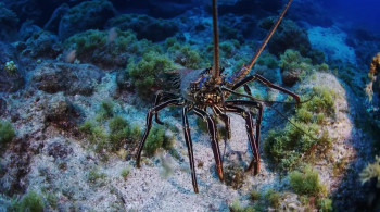 Wild Window: Beneath the Sea (2018) download