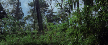 Wolf (1981) download