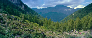 Woodwalkers (2024) download