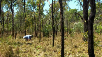 World's Biggest and Baddest Bugs (2004) download