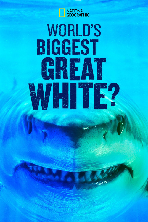 World's Biggest Great White Shark (2019) download