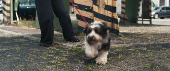 Wunderschöner (2025) download