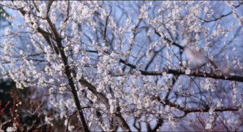 Yôkirô (1983) download